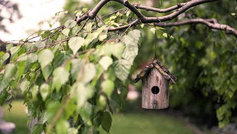 Обои листья, макро, ветки, береза, скворечник, птичий домик, leaves, macro, branches, birch, birdhouse, bird house разрешение 3840x2400 Загрузить