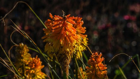 Обои цветы, природа, растения, фон, книфофия, flowers, nature, plants, background, kniphofia разрешение 4896x2760 Загрузить