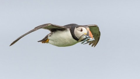 Обои полет, крылья, птица, клюв, рыба, тупик, улов, flight, wings, bird, beak, fish, stalled, catch разрешение 2048x1233 Загрузить