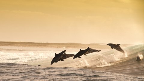 Обои море, животные, прыжок, океан, дельфины, sea, animals, jump, the ocean, dolphins разрешение 5375x3411 Загрузить