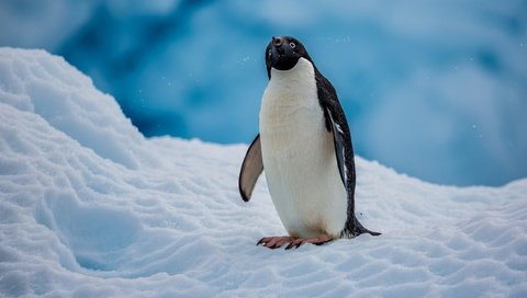 Обои снег, птица, пингвин, антарктида, пингвин адели, snow, bird, penguin, antarctica, penguin adelie разрешение 2560x1600 Загрузить