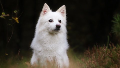 Обои собака, шпиц, белая швейцарская овчарка, японский шпиц, домашняя собака, dog, spitz, the white swiss shepherd dog разрешение 2880x1800 Загрузить