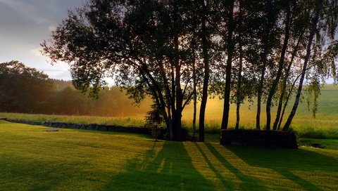 Обои небо, трава, деревья, стволы, тени, солнечный свет, the sky, grass, trees, trunks, shadows, sunlight разрешение 2560x1440 Загрузить