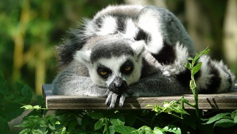 Обои мордочка, взгляд, лемур, примат, кошачий лемур, muzzle, look, lemur, the primacy of, a ring-tailed lemur разрешение 5290x3527 Загрузить