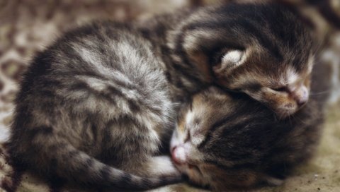 Обои сон, серые, кошки, малыши, котята, мордочки, полосатые, sleep, grey, cats, kids, kittens, faces, striped разрешение 4669x2626 Загрузить
