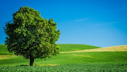 Обои небо, трава, дерево, поле, горизонт, лето, the sky, grass, tree, field, horizon, summer разрешение 1920x1200 Загрузить