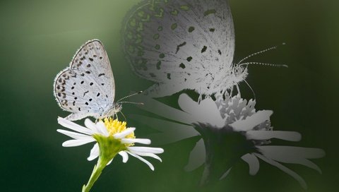 Обои насекомое, отражение, цветок, бабочка, крылья, ромашка, insect, reflection, flower, butterfly, wings, daisy разрешение 1920x1200 Загрузить