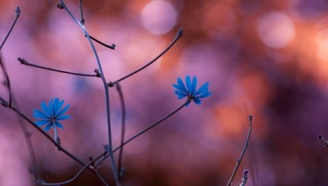 Обои цветы, природа, растения, ветви, размытость, ch, синие цветы, flowers, nature, plants, branch, blur, blue flowers разрешение 2560x1440 Загрузить