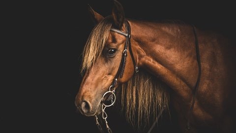 Обои морда, лошадь, профиль, конь, грива, голова, узда, уздечка, face, horse, profile, mane, head, bridle разрешение 1920x1200 Загрузить