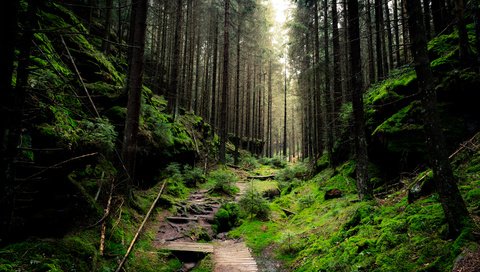 Обои деревья, природа, лес, ветки, стволы, тропинка, мох, sven wloch, trees, nature, forest, branches, trunks, path, moss разрешение 2880x1800 Загрузить