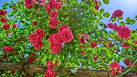 Обои цветы, цветение, лето, розы, сад, куст, flowers, flowering, summer, roses, garden, bush разрешение 2048x1536 Загрузить