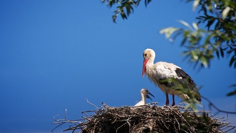 Обои небо, птенец, ветки, птицы, аист, гнездо, the sky, chick, branches, birds, stork, socket разрешение 2048x1367 Загрузить