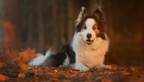 Обои природа, листья, осень, собака, животное, пес, бордер-колли, nature, leaves, autumn, dog, animal, the border collie разрешение 2048x1365 Загрузить