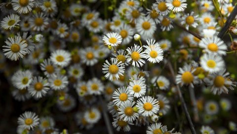 Обои цветы, природа, лепестки, ромашки, белые, flowers, nature, petals, chamomile, white разрешение 1995x1328 Загрузить