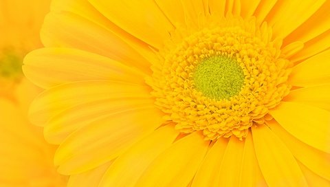 Обои желтый, макро, цветок, лепестки, гербера, yellow, macro, flower, petals, gerbera разрешение 2048x1394 Загрузить