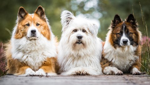 Обои взгляд, собаки, вест-хайленд-уайт-терьер, евразиер, birgit chytracek, look, dogs, the west highland white terrier, the eurasier разрешение 1920x1080 Загрузить