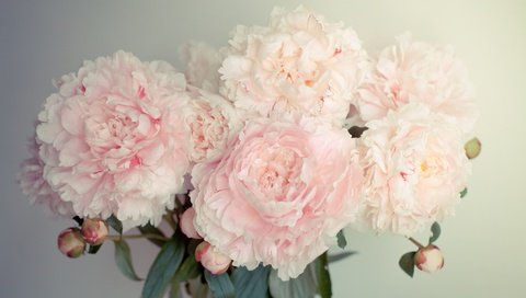 Обои цветы, бутоны, лепестки, букет, пионы, flowers, buds, petals, bouquet, peonies разрешение 5616x3744 Загрузить