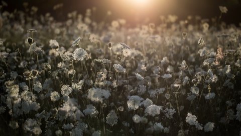 Обои цветы, природа, поле, белые, полевые цветы, flowers, nature, field, white, wildflowers разрешение 2048x1194 Загрузить