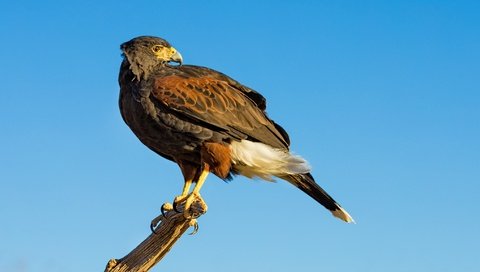 Обои небо, хищник, птица, клюв, ястреб, пустынный канюк, the sky, predator, bird, beak, hawk, desert buzzard разрешение 2048x1152 Загрузить