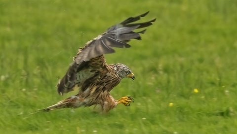 Обои крылья, хищник, птица, коршун, охота, красный коршун, wings, predator, bird, kite, hunting, red kite разрешение 2048x1330 Загрузить