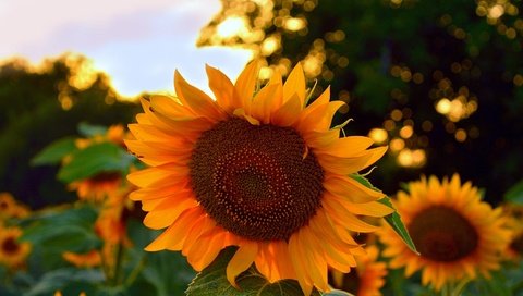 Обои цветы, листья, лето, лепестки, подсолнухи, flowers, leaves, summer, petals, sunflowers разрешение 3000x1845 Загрузить