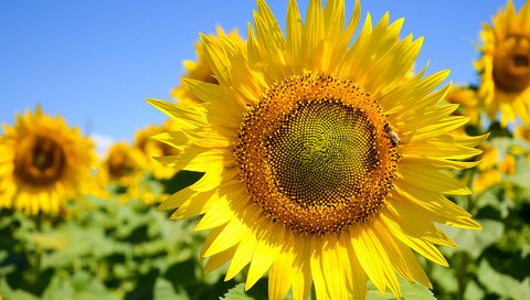 Обои небо, цветы, листья, лепестки, подсолнухи, the sky, flowers, leaves, petals, sunflowers разрешение 1920x1200 Загрузить