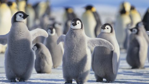 Обои птицы, пингвины, птенцы, арктика, birds, penguins, chicks, arctic разрешение 3840x2400 Загрузить