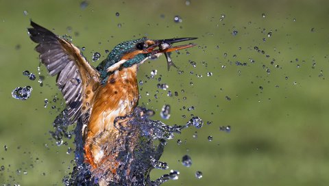 Обои вода, макро, капли, брызги, птица, рыба, зимородок, water, macro, drops, squirt, bird, fish, kingfisher разрешение 1920x1200 Загрузить