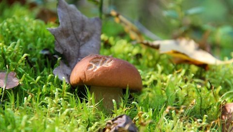 Обои трава, природа, лес, осень, гриб, белый гриб, grass, nature, forest, autumn, mushroom, white mushroom разрешение 3000x2000 Загрузить