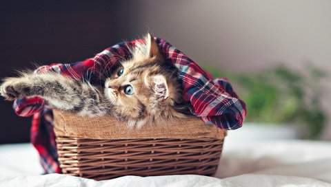 Обои кошка, котенок, пушистый, корзина, ben torode, дейзи, cat, kitty, fluffy, basket, daisy разрешение 2560x1600 Загрузить