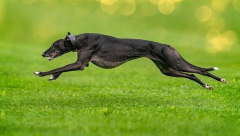 Обои трава, собака, прыжок, друг, бег, борзая, grass, dog, jump, each, running, greyhound разрешение 2048x1366 Загрузить