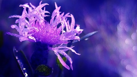 Обои макро, цветок, роса, капли, василек, боке, macro, flower, rosa, drops, cornflower, bokeh разрешение 1920x1080 Загрузить