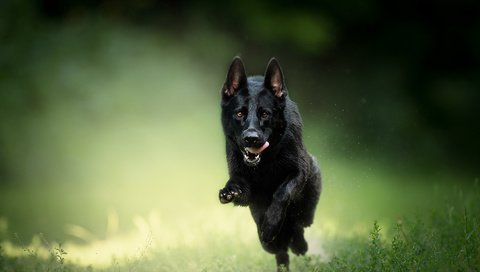 Обои трава, собака, язык, бег, немецкая овчарка, овчарка, grass, dog, language, running, german shepherd, shepherd разрешение 1920x1200 Загрузить