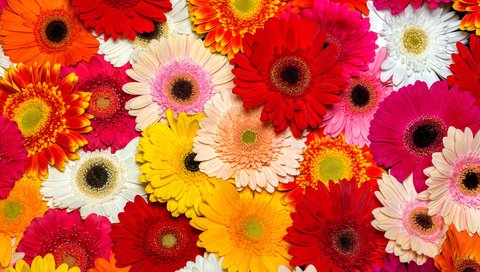 Обои цветы, лепестки, герберы, flowers, petals, gerbera разрешение 3840x2400 Загрузить