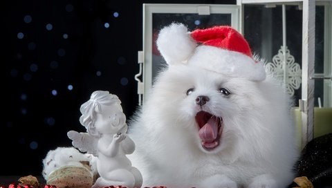 Обои новый год, собака, ангел, язык, колпак, фигурка, шпиц, new year, dog, angel, language, cap, figure, spitz разрешение 2880x1800 Загрузить