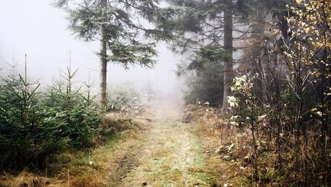 Обои дорога, деревья, природа, растения, лес, пейзаж, туман, путь, road, trees, nature, plants, forest, landscape, fog, the way разрешение 2048x1365 Загрузить