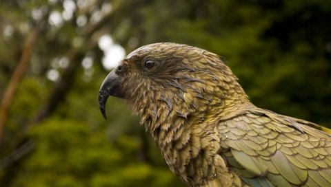 Обои птица, клюв, перья, попугай, kea parrot, bird, beak, feathers, parrot разрешение 3872x2592 Загрузить