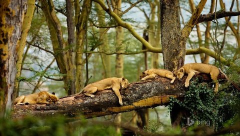 Обои деревья, природа, сон, африка, львы, хищники, львицы, trees, nature, sleep, africa, lions, predators, lioness разрешение 1920x1200 Загрузить