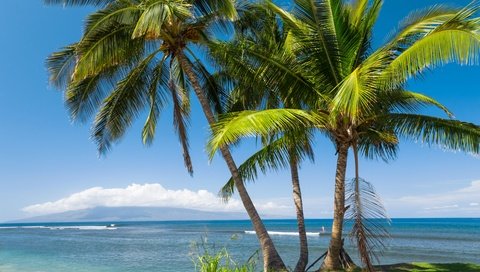 Обои солнце, море, побережье, пальмы, сша, тропики, гавайи, the sun, sea, coast, palm trees, usa, tropics, hawaii разрешение 5760x3840 Загрузить