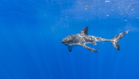 Обои природа, море, акула, подводный мир, nature, sea, shark, underwater world разрешение 5199x3466 Загрузить