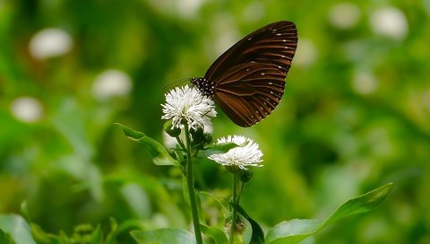 Обои цветы, макро, насекомое, бабочка, крылья, размытость, flowers, macro, insect, butterfly, wings, blur разрешение 2048x1536 Загрузить