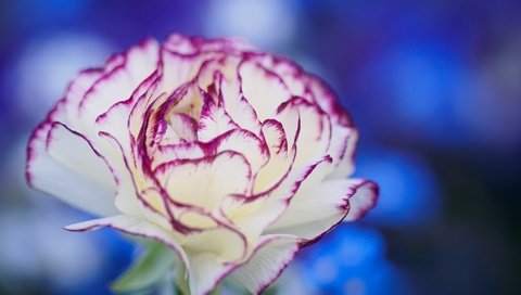 Обои макро, цветок, лепестки, боке, гвоздика, macro, flower, petals, bokeh, carnation разрешение 2048x1326 Загрузить