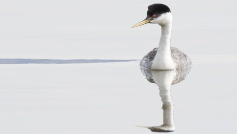 Обои вода, отражение, птица, клюв, перья, чомга, поганка, water, reflection, bird, beak, feathers, the great crested grebe, toadstool разрешение 2048x1369 Загрузить