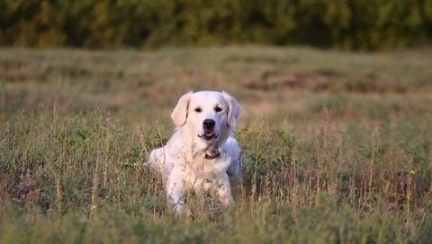 Обои трава, мордочка, взгляд, собака, золотистый ретривер, grass, muzzle, look, dog, golden retriever разрешение 1920x1280 Загрузить