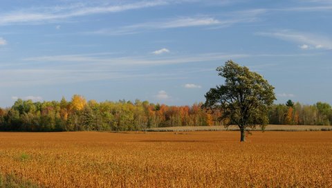 Обои небо, деревья, поле, осень, the sky, trees, field, autumn разрешение 1920x1080 Загрузить