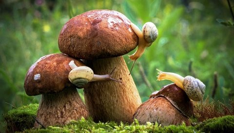 Обои осень, грибы, улитки, autumn, mushrooms, snails разрешение 1920x1080 Загрузить