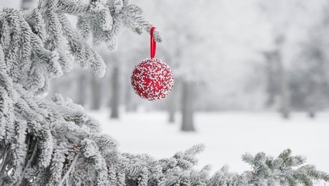 Обои снег, зима, иней, игрушка, шарик, праздник, snow, winter, frost, toy, ball, holiday разрешение 2048x1361 Загрузить