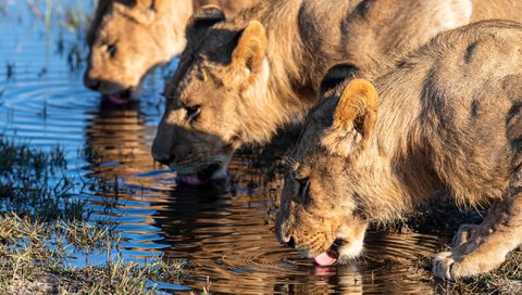 Обои свет, жажда, вода, три, берег, тени, отражение, водопой, водоем, львица, голубой фон, морды, дикие кошки, львицы, втроем, язык, light, thirst, water, three, shore, shadows, reflection, drink, pond, lioness, blue background, muzzle, wild cats, the three of us, language разрешение 2112x1188 Загрузить