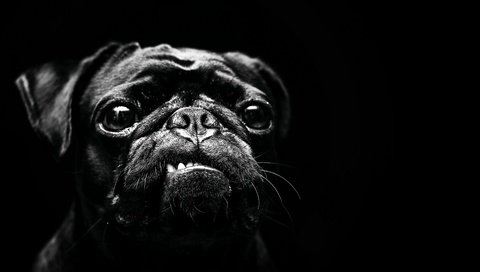 Обои чёрно-белое, собака, мопс, black and white, dog, pug разрешение 3840x2160 Загрузить