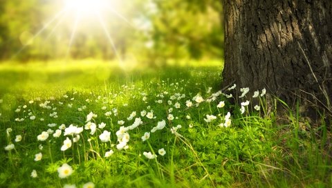 Обои трава, солнечные лучи, белые цветы, ствол дерева, grass, the sun's rays, white flowers, the trunk of the tree разрешение 4090x2602 Загрузить